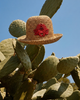 Crab Bucket Hat